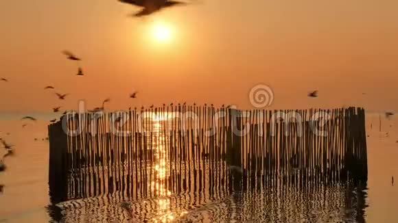 日落时分许多海鸥在大海的小摊上飞来飞去视频的预览图