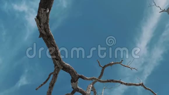 万向节是一棵枯死的树上面有抽象的树枝对着蓝天海滩上孤独的干枯树干视频的预览图