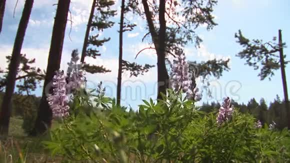 落基山脉的花朵视频的预览图