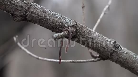 红长蚯蚓爬在树枝上特写视频的预览图