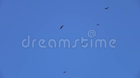 大鹰鸟在晴空飞翔视频的预览图