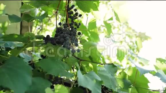 阳光明媚的一天水果丰收成熟的黑葡萄视频的预览图