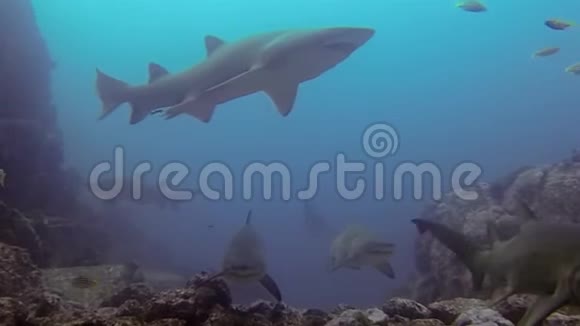 灰色护士鲨鱼组蓝海鲨鱼潜水中的沙虎鲨群视频的预览图