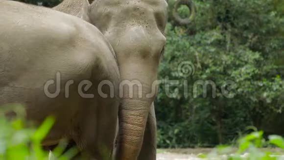 动物园里的亚洲大象视频的预览图