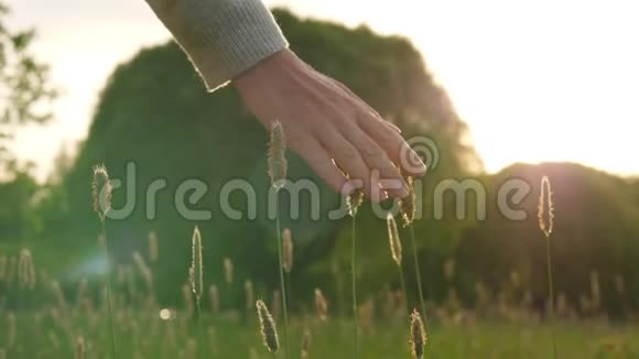 女人的手轻轻地触摸阳光下的草叶视频的预览图