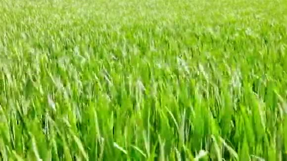 美丽的春天绿黑麦和小麦领域的绿色产业特写草在风中摇曳视频的预览图