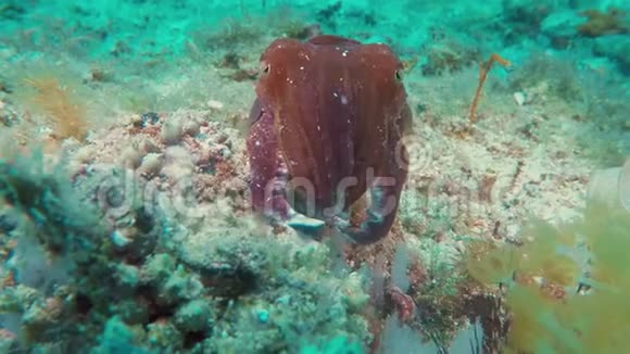 墨鱼接近菲律宾墨鱼菲律宾热带珊瑚礁视频的预览图