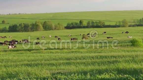 一个夏天一大群牛在一片绿色的草地上放牧4K视频的预览图