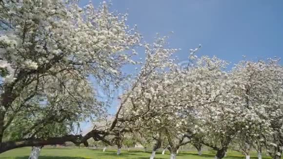 五月在一个俄罗斯村庄里开花的苹果树视频与热闹的村庄和鸟类的声音在运动视频的预览图