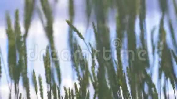 在风中摇曳的小麦绿茎视频的预览图