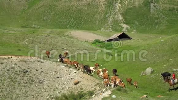 骑马的牧人在山地牧场牧放牛群视频的预览图