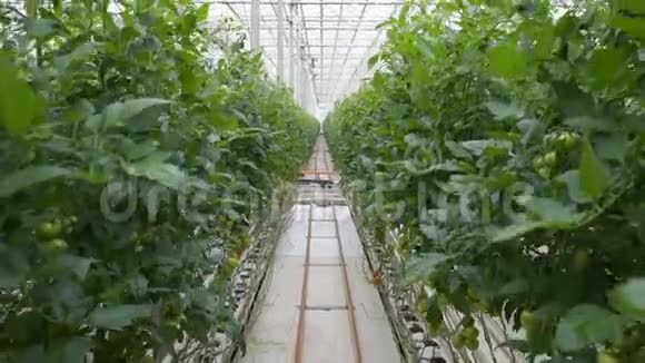 工业蔬菜生产采用滴灌的现代生态生产视频的预览图