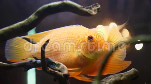 在装有植物和藻类的玻璃淡水池里慢慢地游上五颜六色的金鱼框架金鱼视频的预览图