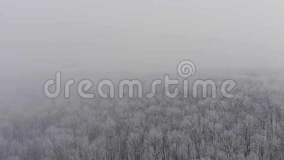 下雪冬天和神秘的森林视频的预览图