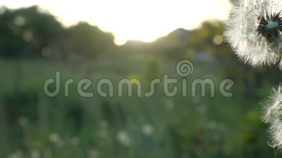 慢动作蒲公英的种子被风吹散在绿草和蓝天上视频的预览图
