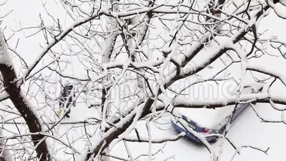 两辆车在一个积雪覆盖着树木的冬季公园里视频的预览图