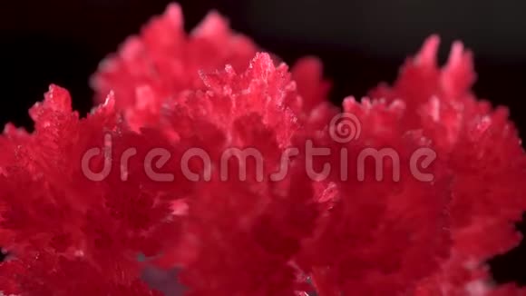 美丽的红色晶体出现是由于家庭经验的化学物质结晶过程发生了视频的预览图