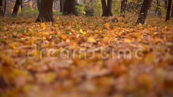 地上的秋叶背景模糊的美丽森林视频的预览图