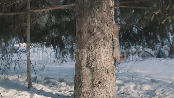 松鼠在冬天在树上嬉戏视频的预览图