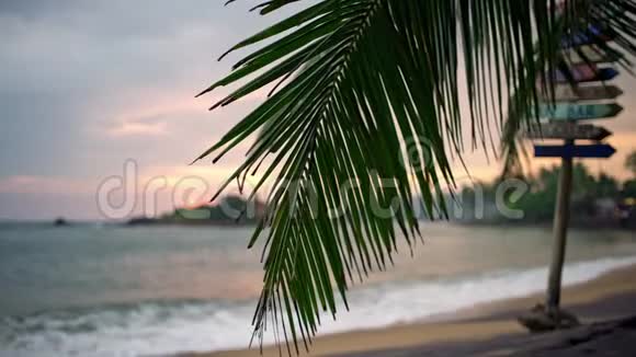 在海岸和日落天空的热带背景上摇摆棕榈树视频的预览图