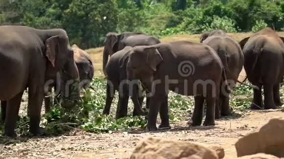 亚拉国家公园吃东西的亚洲大象视频的预览图