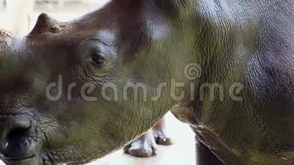 可爱的雄性公牛犀牛或犀牛的肖像动物园里动物的概念视频的预览图