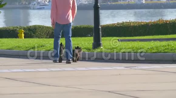 在大城市里带两只狗的狗行者视频的预览图