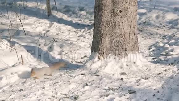 松鼠在冬天在树上嬉戏视频的预览图