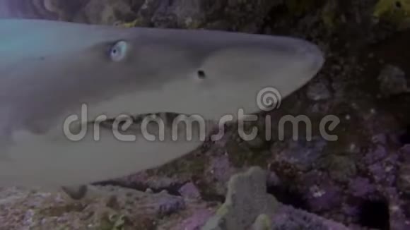 灰色护士鲨鱼嘴靠近长尖牙齿又称锯齿状鲨鱼视频的预览图
