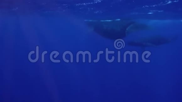 鲸的母亲和婴儿驼背鲸合在蓝海水面上游泳视频的预览图