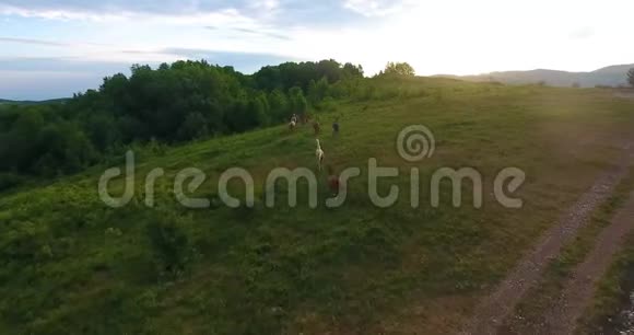 黎明时分一望无际的天空下一群野马在山上奔跑视频的预览图