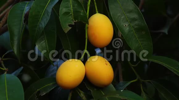 热带水果成熟的玛丽安李子挂在树上视频的预览图
