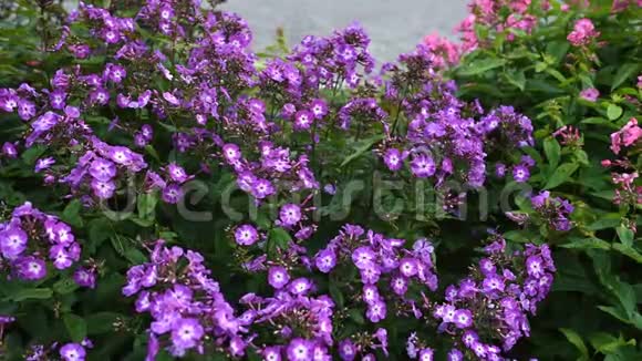 ploxpanulata紫色亲吻品种紫色和白色流质的plox视频的预览图
