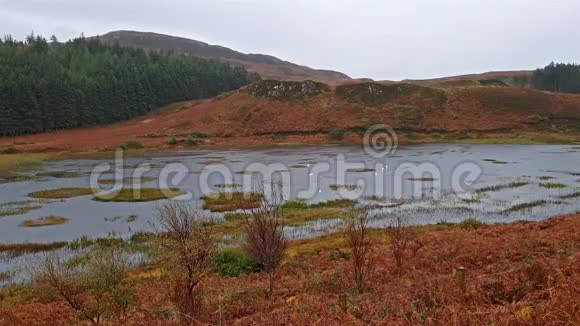 秋天典型的苏格兰湖在雨中视频的预览图