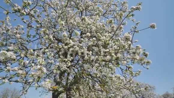五月在一个俄罗斯村庄里开花的苹果树视频与热闹的村庄和鸟类的声音在运动视频的预览图