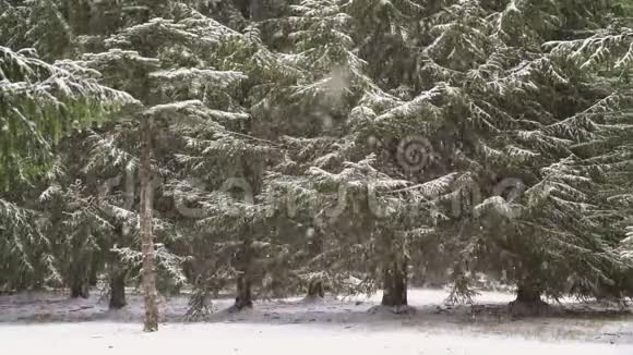 林中大雪慢动作视频的预览图