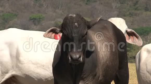 婆罗门牛视频的预览图