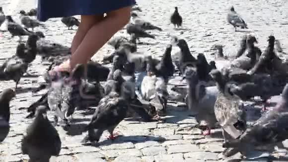 鸽子在等待食物时紧紧地抓住小孩的脚视频的预览图