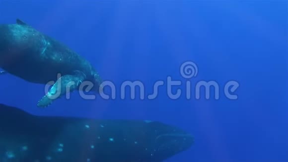 座头鲸和小牛犊一起在太平洋深海潜水视频的预览图