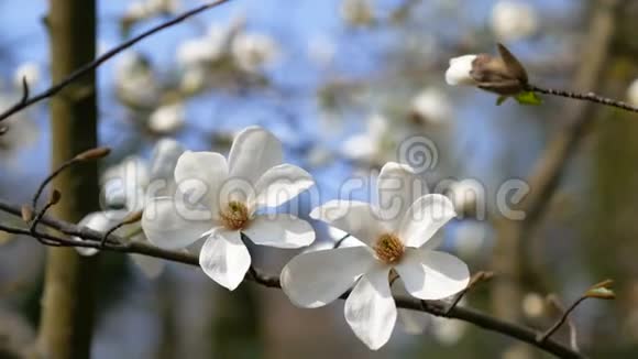 木兰树上的白花早春视频的预览图