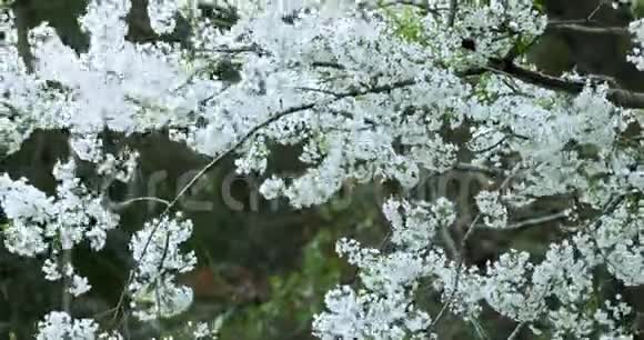 春天台湾樱花盛开季节武陵农场白雾樱花视频的预览图