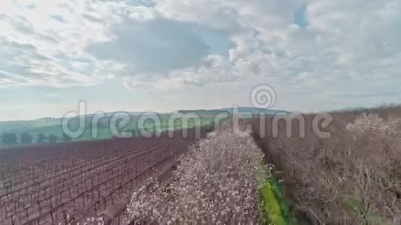 空中拍摄的杏树和青山视频的预览图