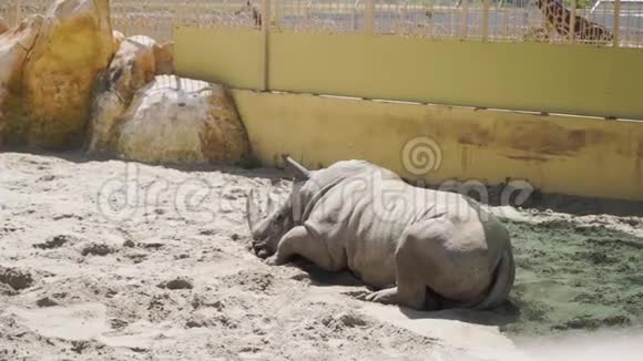 动物园里的犀牛栖息在沙滩上视频的预览图