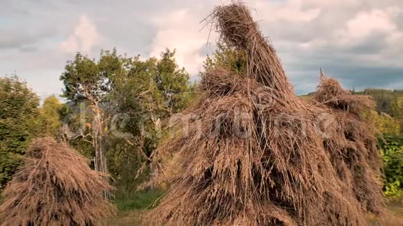 海菲尔德干草堆在森林附近的一个小田野上在田野上的乌克兰村庄海考克斯乡村景观绿色视频的预览图