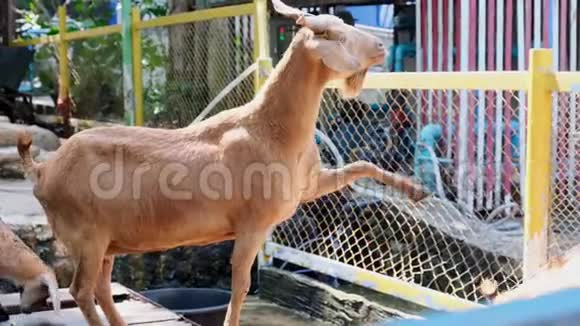泰国芭堤雅2019年5月14日有草的人在动物园里给山羊喂草视频的预览图