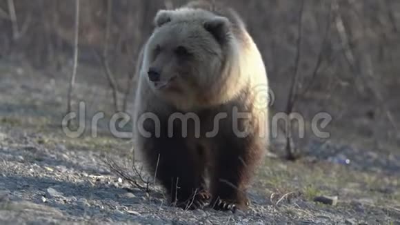 野生可怕的棕熊在春天森林的石头上行走寻找食物视频的预览图