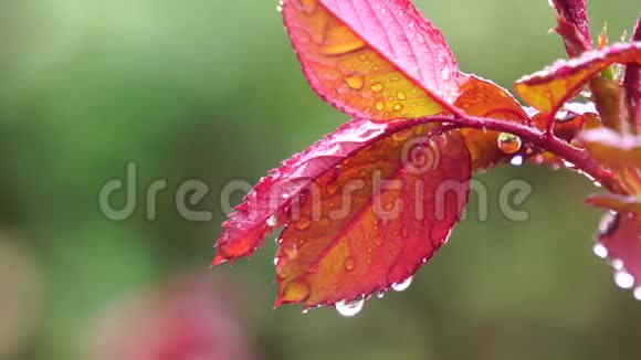 在下雨的日子里用水滴把刚出生的红玫瑰叶子凑近视频的预览图