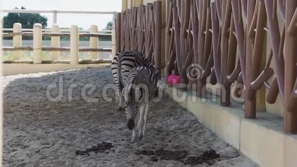 两只斑马在动物园的围栏里散步视频的预览图