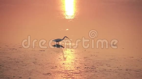 一只白鹭走在夕阳的金色水面上视频的预览图