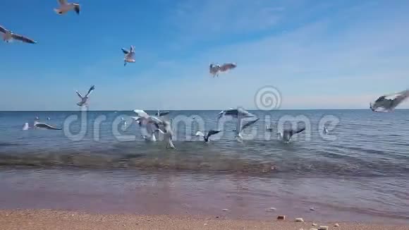 许多海鸥飞过海滩一群海鸥飞过海滩视频的预览图